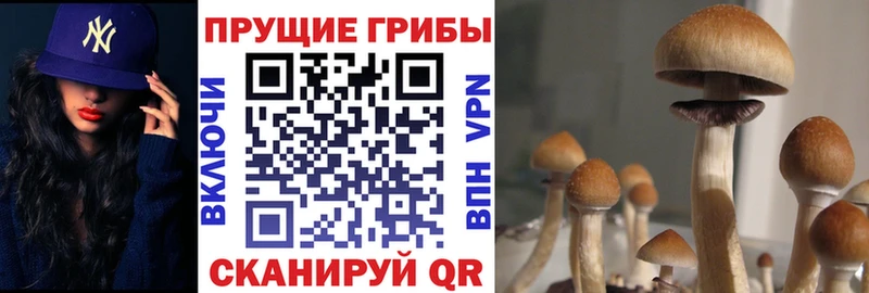 сайты даркнета как зайти  Бакал  Псилоцибиновые грибы Magic Shrooms 